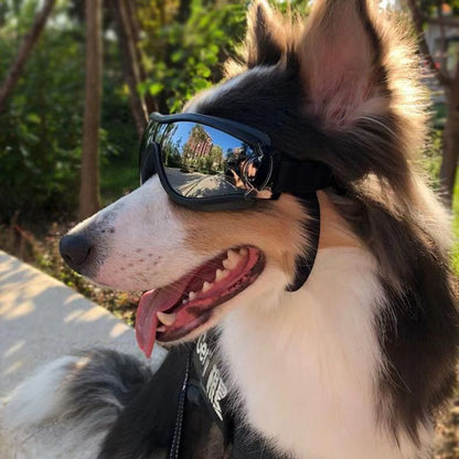 Lunettes anti-vent étanches pour animaux de compagnie imperméable et à protection UV